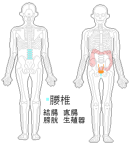 お腹の調子が悪い