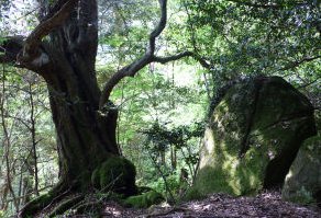 リトル比良の弁慶の切石