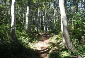 横山岳のブナ林