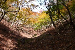 武奈ヶ岳の夏道