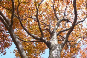 ブナの紅葉を見上げてみました