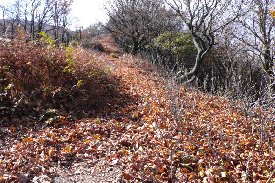 落ち葉の登山道