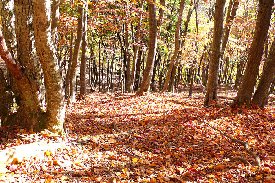 落ち葉の登山道
