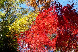 見上げたら紅葉