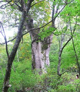 森の巨人たち100選　樹齢400年　トチノキ