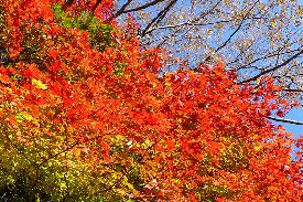 ふもとの紅葉