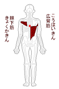 広背筋・棘下筋・背中の骨7番