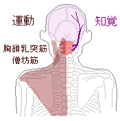 後頭部の知覚と運動