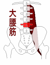 腰の骨4番と大腰筋