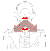 筋肉の硬直と首の骨1番、背中の骨1番
