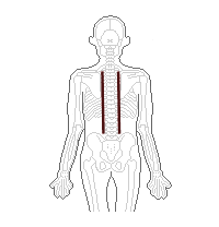 両側の脊柱起立筋