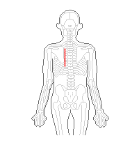 分かりにくい脊柱起立筋