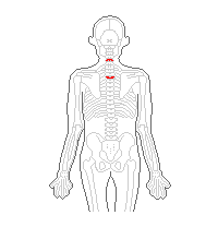 頚椎5番、胸椎3番