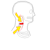 首の骨1番、5番、7番