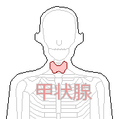 甲状腺