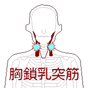 胸鎖乳突筋の冷え・痛み