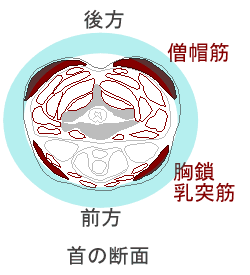 首の外側の筋肉