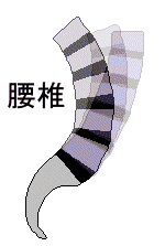 高齢の腰の骨可域減少