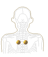 玉で押さえやすい、肩甲骨の内側