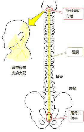 硬膜の付着と頚神経叢の皮膚支配