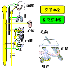 交感神経と副交感神経