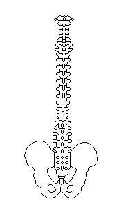 背骨の調整箇所