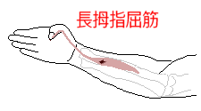 長母指屈筋