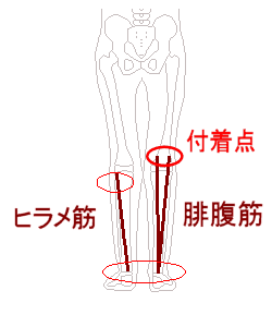 ふくらはぎもみで膝痛