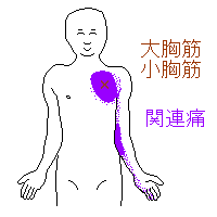 大、小胸筋から手痛