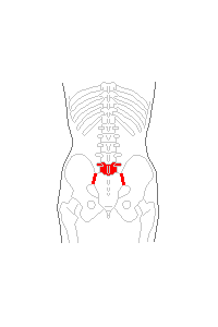 仙腸関節と腰椎5番