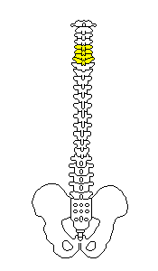 頚椎６、７、背中の骨１番