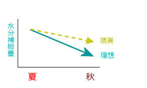 腰の骨4番5番と仙腸関節