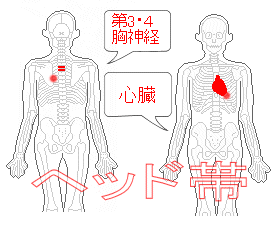 ヘッド帯　第3・4胸神経