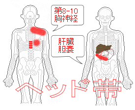 ヘット帯　第8-10　胸神経