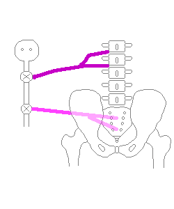 排尿システムと腰椎ヘルニア