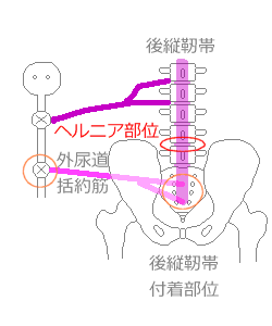 後縦靭帯と神経