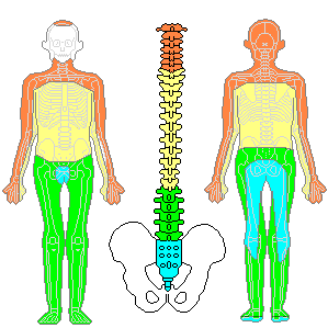 皮膚分節（デルマトーム）