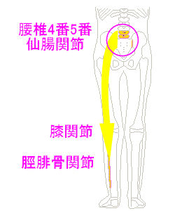 腰の骨4番5番と仙腸関節から膝・脛腓骨関節