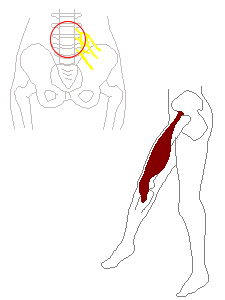 大腿四頭筋・腸脛靭帯