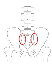 両仙腸関節の動きが悪い