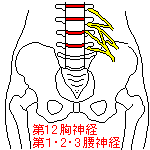 第１２胸神経、第１、２、３腰神経
