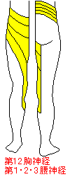 第１２胸神経、第１、２、３腰神経