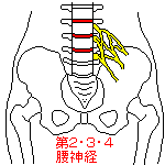 第２、３、４腰神経