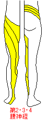 第２、３、４腰神経
