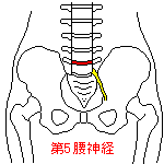 第５腰神経