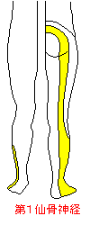 第１仙骨神経