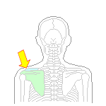左肩鎖関節部位