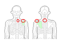 背中の骨1番、肩鎖関節、胸鎖関節
