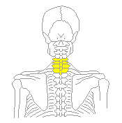 首の骨5番から8番