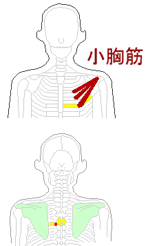 小胸筋から肋椎関節